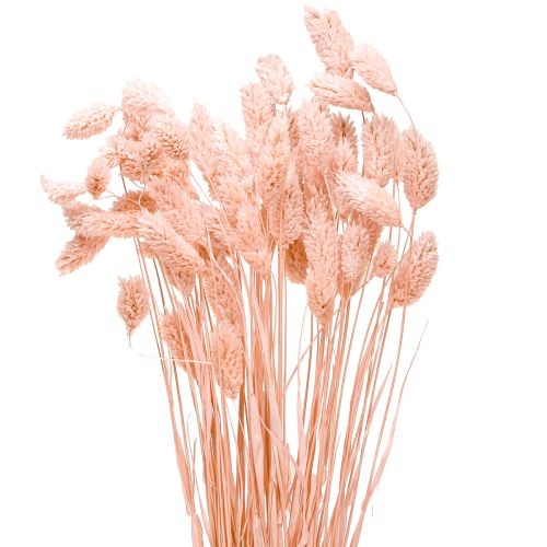 Floristik24 Phalaris rose brillant herbe séchée décoration sèche 65cm 60g