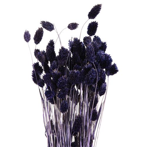Article Herbe séchée violette Phalaris Herbe brillante 50-55cm 100g