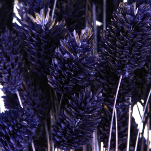Article Herbe séchée violette Phalaris Herbe brillante 50-55cm 100g