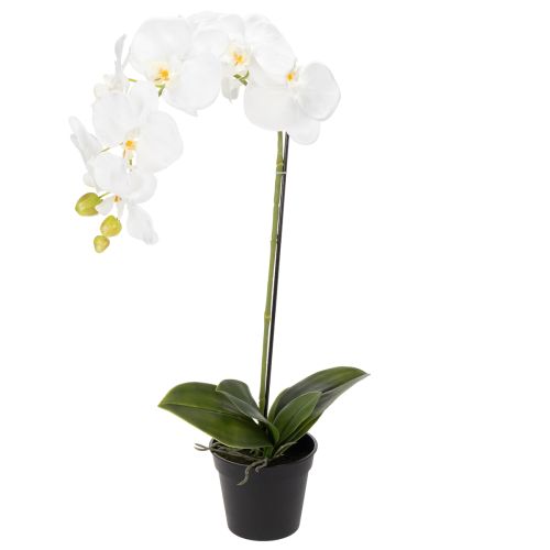Floristik24 Orchidée artificielle, d'un réalisme saisissant, idéale pour la décoration de bureau et de salon, 62 cm