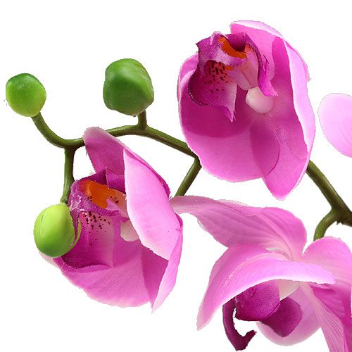 Floristik24 Orchidée Phalaenopsis Rose 77cm
