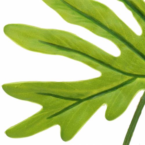 Floristik24 Philodendron Feuille Vert 40cm