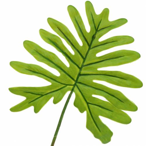 Floristik24 Philodendron Feuille Vert 40cm