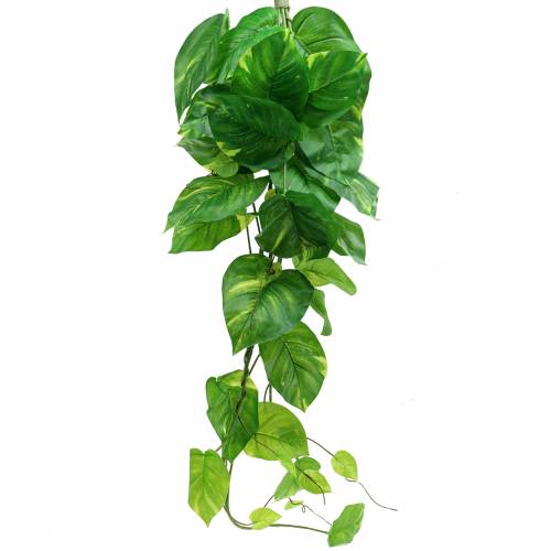 Floristik24 Retombée de philodendron 110 cm