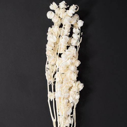 Floristik24 Physalis séché blanchi décoration de fleur de lanterne Nicandra 75-80cm 100g