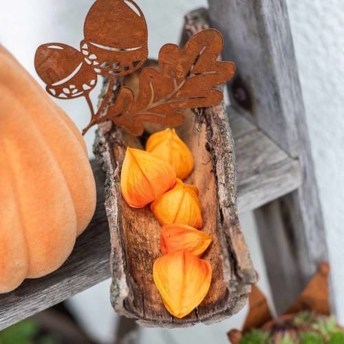 Floristik24 Physalis Orange Assortiment de 22 calices artificiels décoratifs