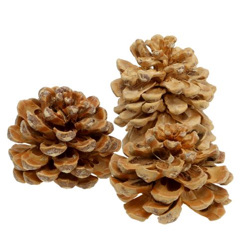 Floristik24 Pommes de pin Pinus Pinea crème mélangée 5-18cm 25 pcs