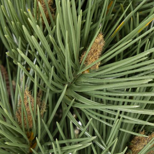 Branches de pin artificielles décoratives pour compositions florales, 39 cm, lot de 6 | Floristik24.be