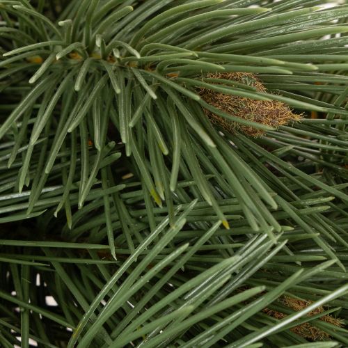 Branche de pin artificielle imitant une branche de sapin décorative, 55 cm, lot de 3 | Floristik24.be