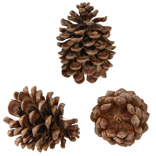 Pommes de pin véritables Pinus Pinea Grandes 10-12cm 50pcs