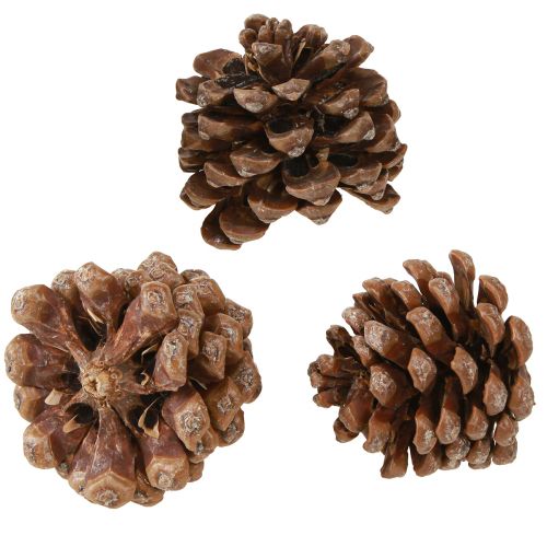 Floristik24 Pinus Pinea Pommes de Pin Moyennes Naturel 8-10cm 50 pcs