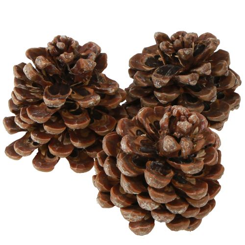 Article Pinus Pinea Pommes de Pin Moyennes Naturel 8-10cm 50 pcs