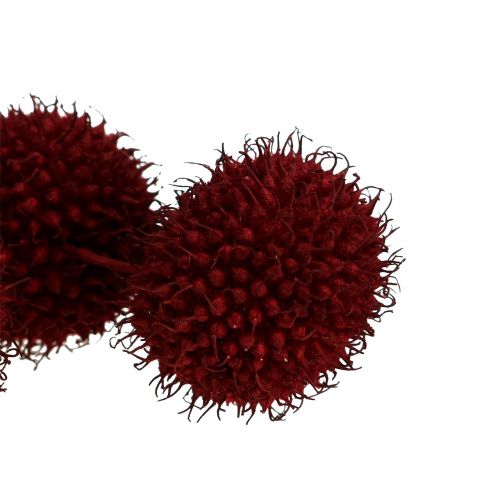 Floristik24 Fruits de platane séchés rouge foncé 250g