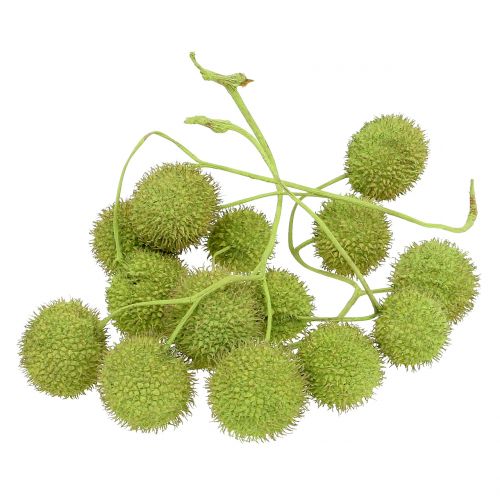 Floristik24 Avion fruit vert 200g