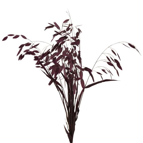 Herbe à oreilles plates herbe sèche Chasmantium violet 70cm 10 pcs