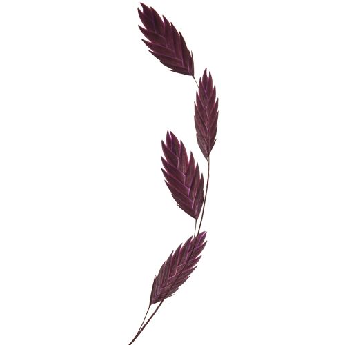 Article Herbe à oreilles plates herbe sèche Chasmantium violet 70cm 10 pcs