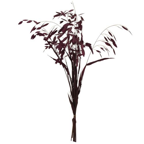 Article Herbe à oreilles plates herbe sèche Chasmantium violet 70cm 10 pcs
