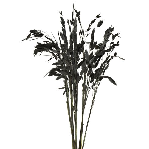 Herbe à épis plats, herbe sèche, Chasmantium noir, 70 cm, 10 pièces