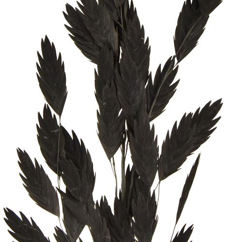 Article Herbe à épis plats, herbe sèche, Chasmantium noir, 70 cm, 10 pièces