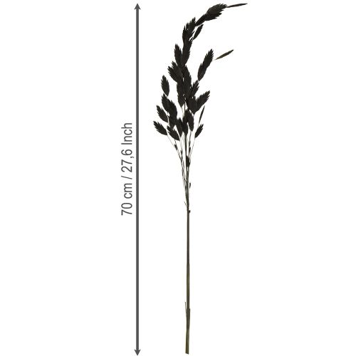 Article Herbe à épis plats, herbe sèche, Chasmantium noir, 70 cm, 10 pièces