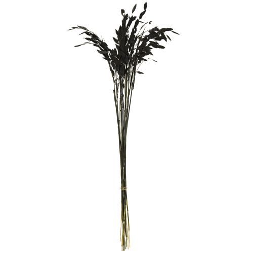 Article Herbe à épis plats, herbe sèche, Chasmantium noir, 70 cm, 10 pièces