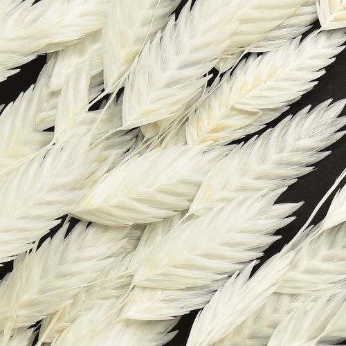 Article Herbe à oreilles plates herbe sèche Chasmantium Blanc 70cm 10 pcs