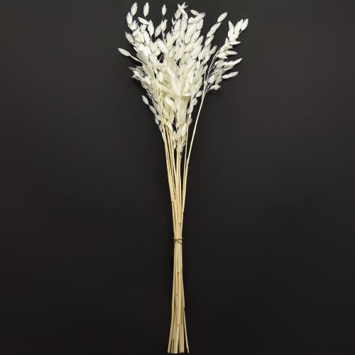 Article Herbe à oreilles plates herbe sèche Chasmantium Blanc 70cm 10 pcs