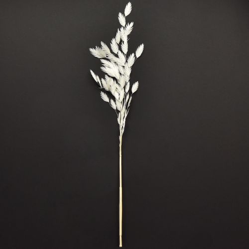Article Herbe à oreilles plates herbe sèche Chasmantium Blanc 70cm 10 pcs