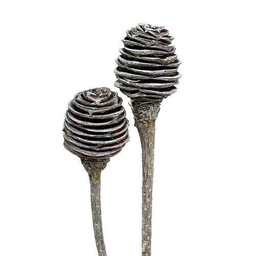 Floristik24 Platyspermum blanchi Fleurs lignifiées Ø3cm - 6cm 25 pcs