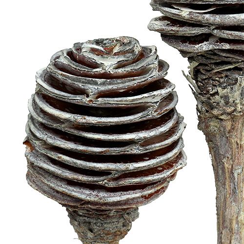 Article Platyspermum blanchi Fleurs lignifiées Ø3cm - 6cm 25 pcs