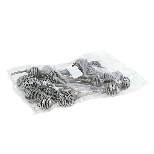 Article Platyspermum blanchi Fleurs lignifiées Ø3cm - 6cm 25 pcs
