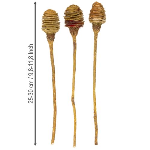 Article Platyspermum Cream 1-3, 50 têtes