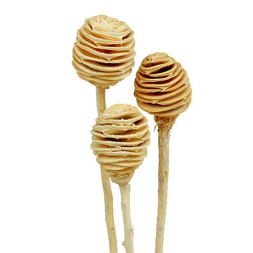 Floristik24 Platyspermum blanchi 25 pcs