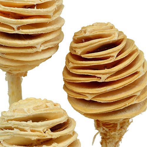 Article Platyspermum blanchi 25 pcs