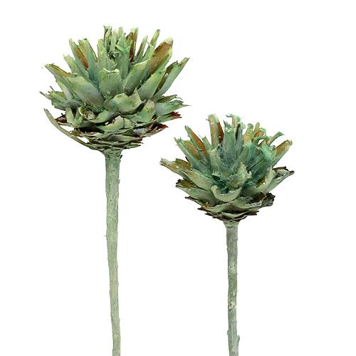 Article Plumosum séché givré vert Déco de plantes exotique 25 pcs