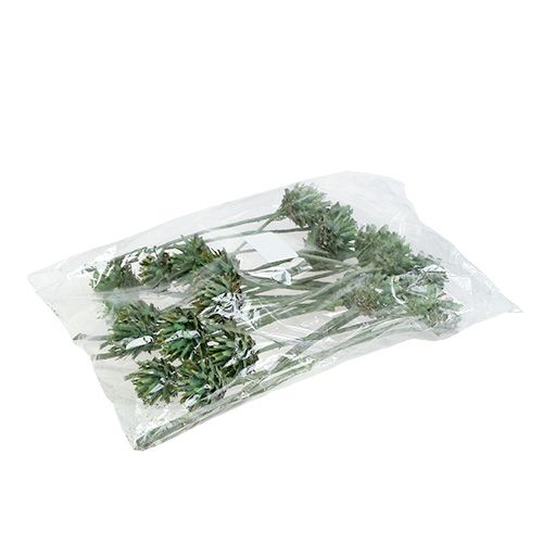 Floristik24 Plumosum 1 Vert givré 25pcs