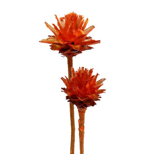Article Protées séchées Fleurs Plumosum Orange 3-6cm 25 pcs