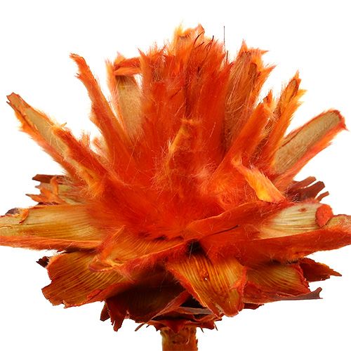 Article Protées séchées Fleurs Plumosum Orange 3-6cm 25 pcs