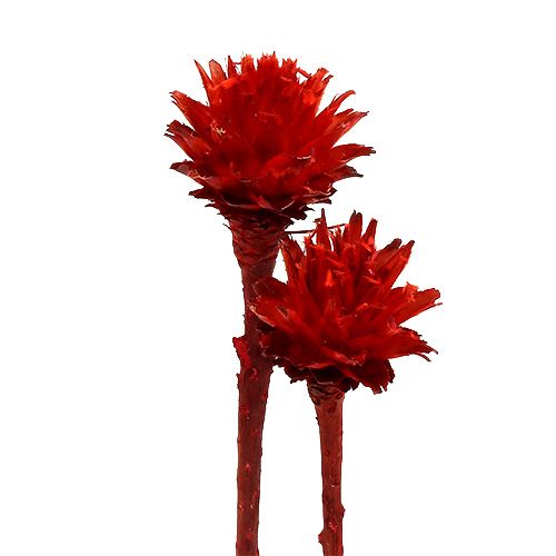 Floristik24 Protées séchées Plumosum Rouge 3cm - 6cm 25 pcs