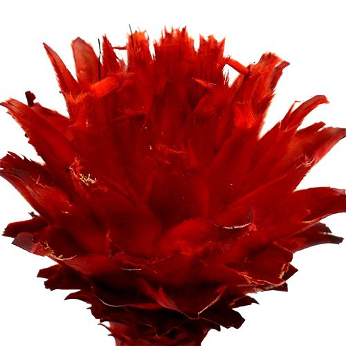 Article Protées séchées Plumosum Rouge 3cm - 6cm 25 pcs
