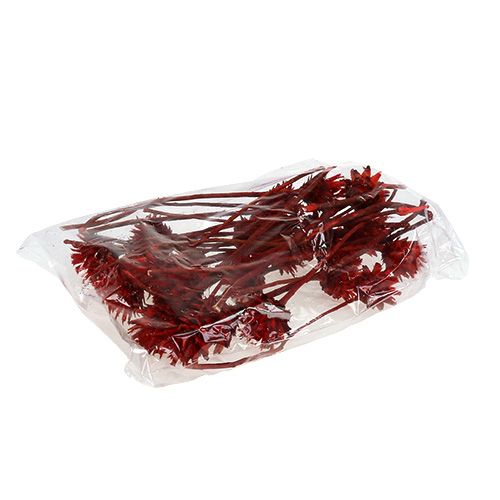 Article Protées séchées Plumosum Rouge 3cm - 6cm 25 pcs