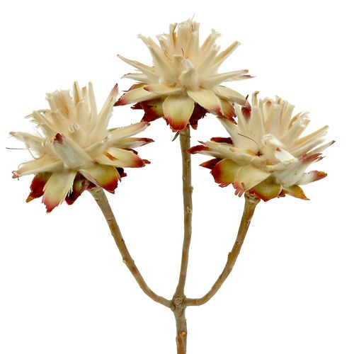 Leucospermum 1-3 Mix crème 100 têtes