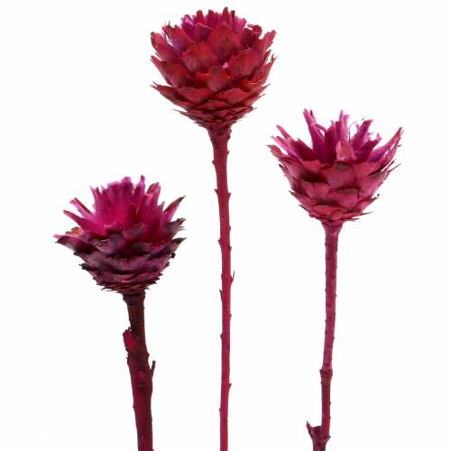 Article Plumosum Fleurs de protéa Fuchsia Ø4,5-5cm 25 pièces