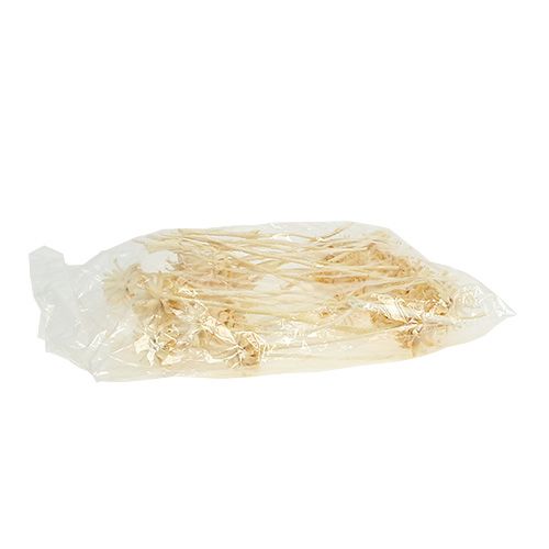 Article Plumosum fleur de protéa blanchi 4-6cm 25 pièces