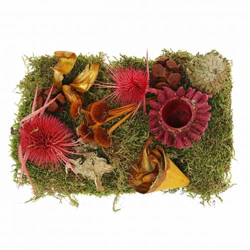 Floristik24 Mélange de fleurs à sec avec cônes et mousse rouge 150g décoration d'automne
