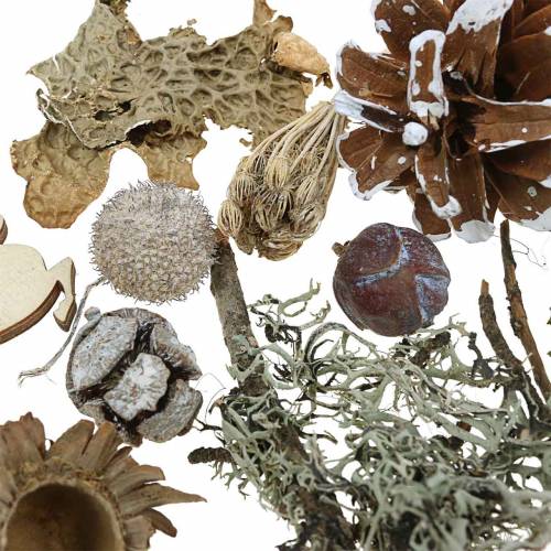 Floristik24 Set artisanat floral sec Cônes de l&#39;Avent et mousse lavés à la chaux 150g