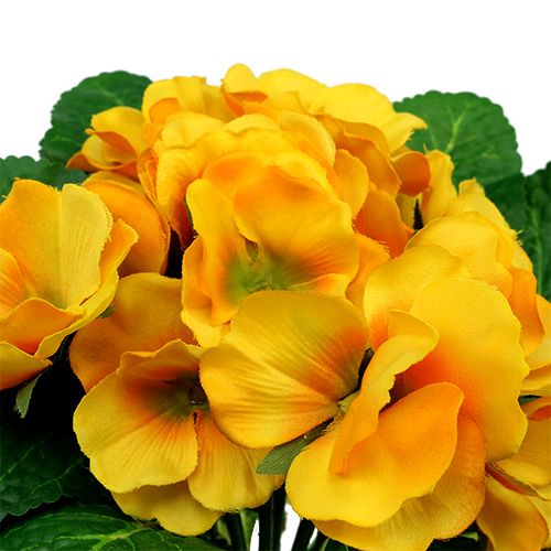 Floristik24 Primevère 15cm Jaune
