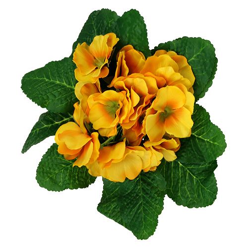 Floristik24 Primevère 15cm Jaune