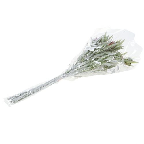 Floristik24 Bouquet Protéa 43cm 6pcs