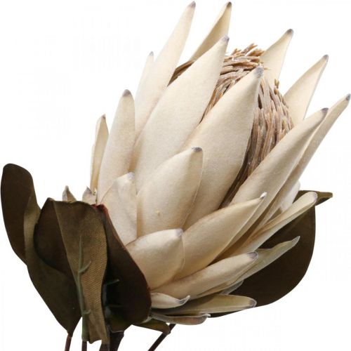 Floristik24 Protea Flétri Artificiellement Drylook Beige Marron Vert 72cm